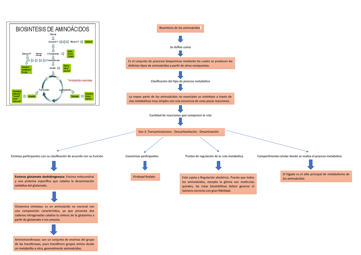 S Ntesis De Amino Cidos Se Define Como Clasificaci N Del Tipo De Proceso Metab Lico Cantidad