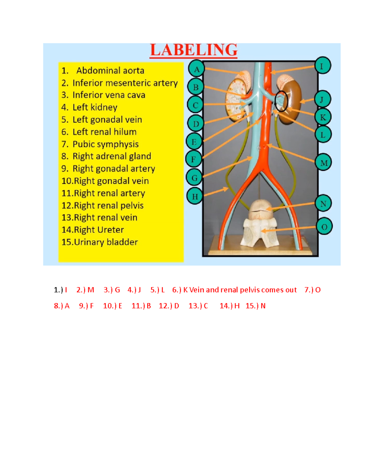 A&P 2 Lab Final Exam Quizletcoming Soon.Html - 9hux86g
