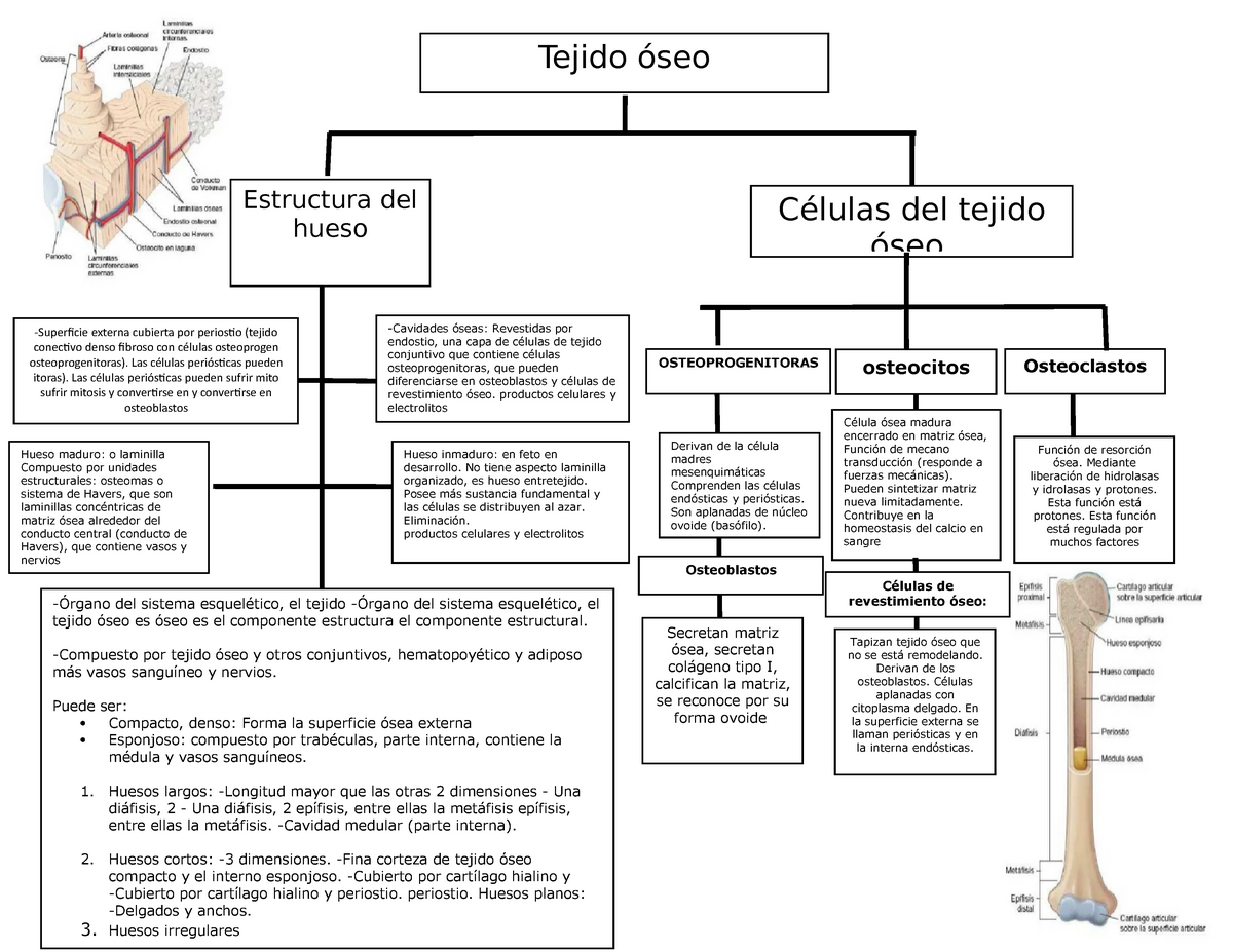 Mapa de tejido oseo -Órgano del sistema esquelético, el tejido -Órgano del  sistema esquelético, el - Studocu