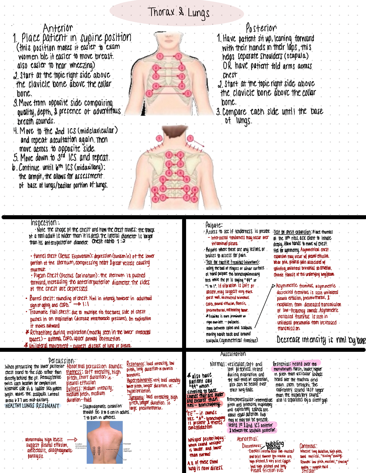 Health Assessment Final Notes - norax & ungs I - nterior Posterior ...