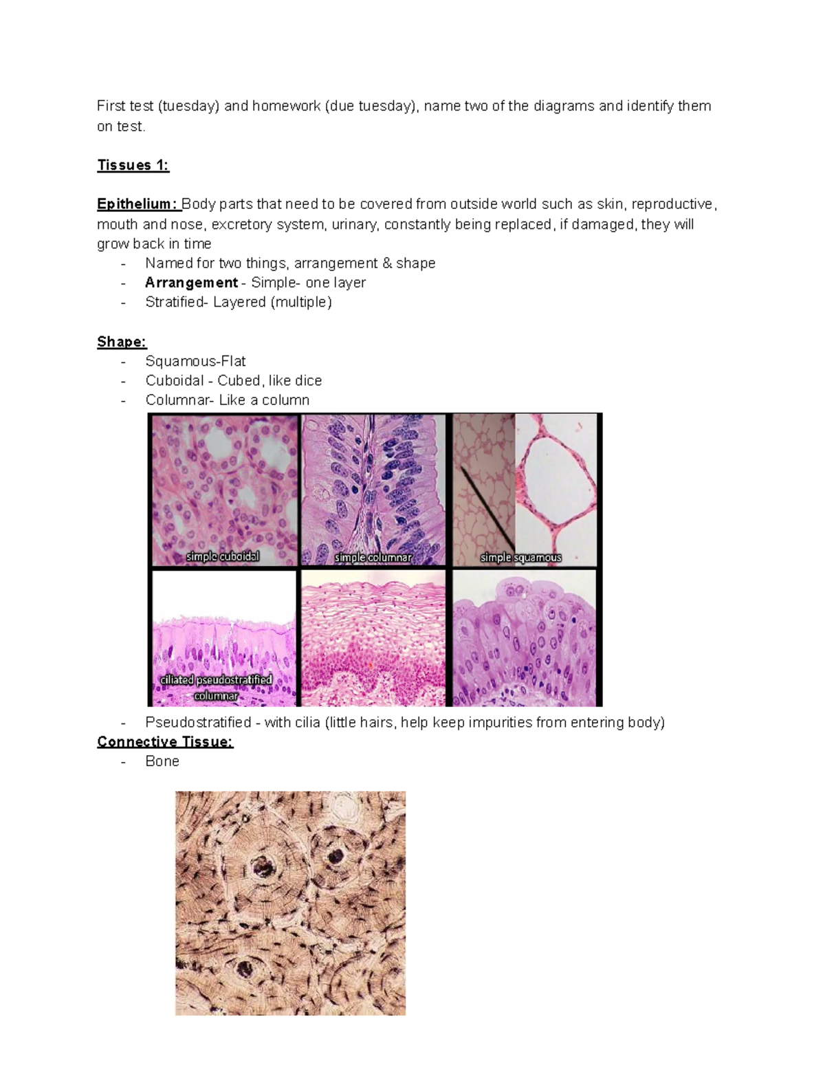 Unit 1 Histology Anatony and Physiology Notes - First test (tuesday ...