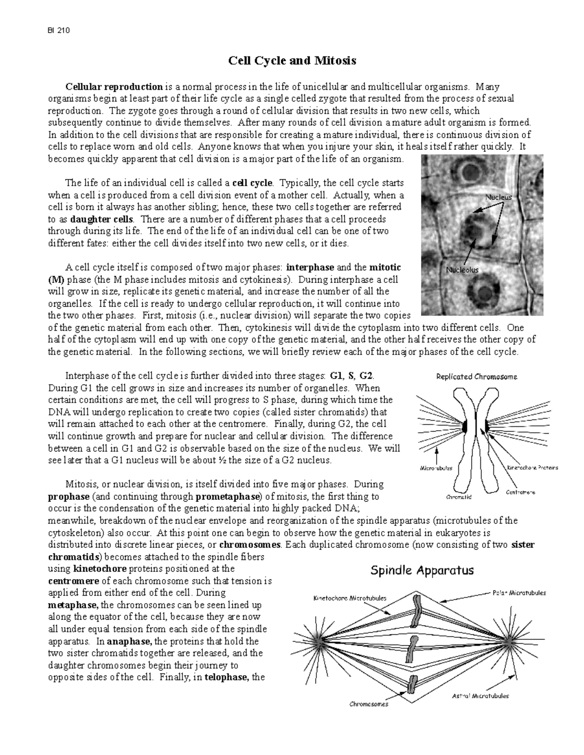 3a Mitosis+and+cell+cycle+lab+%28print%29 - Cell Cycle and Mitosis ...