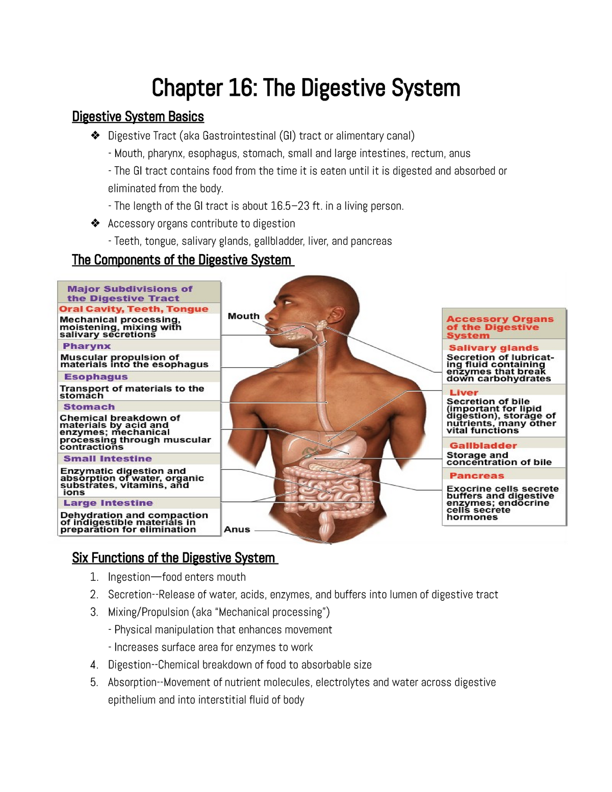 Chapter 16 The Digestive System Chapter 16 The Digestive System