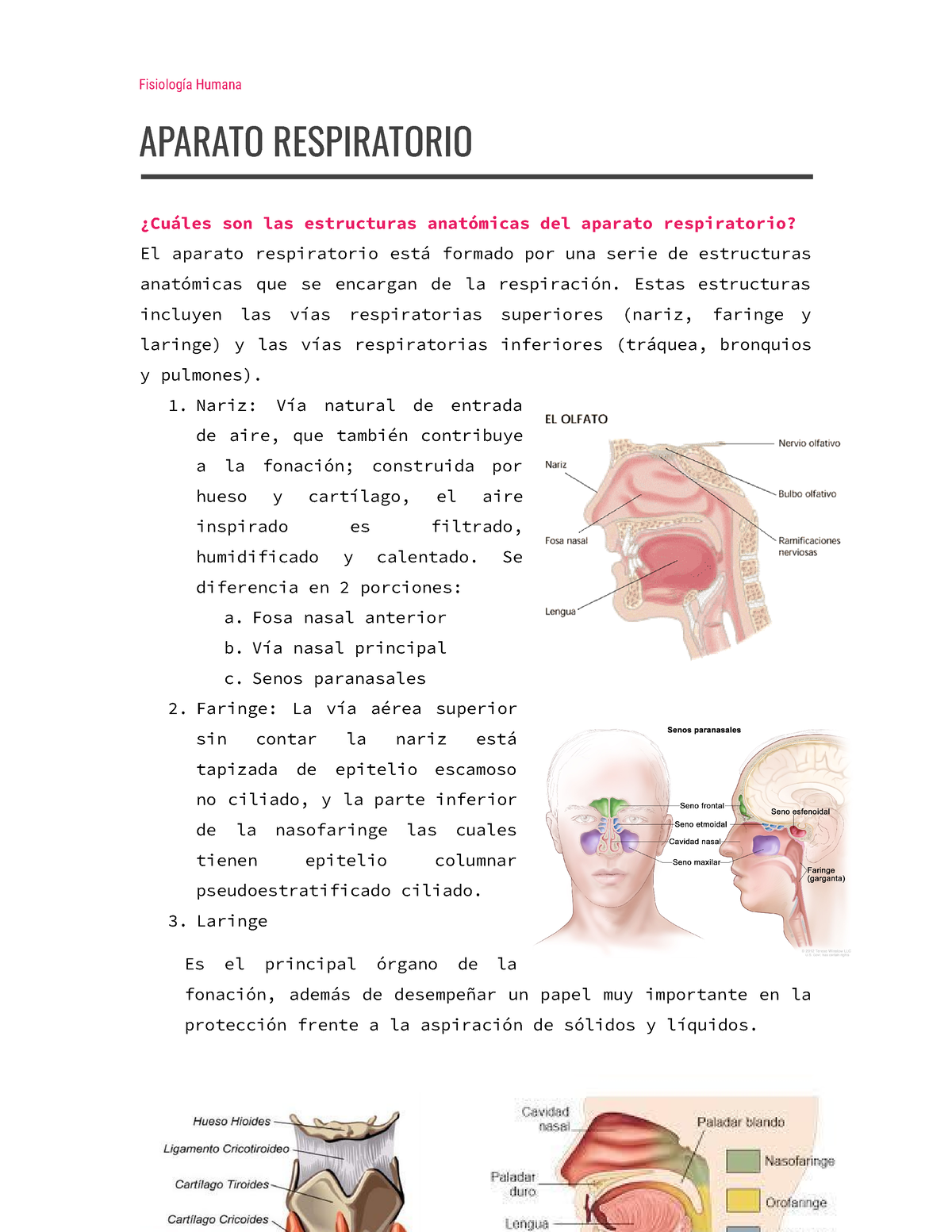 E3 Act13 - Idk - Fisiología Humana APARATO RESPIRATORIO ¿Cuáles Son Las ...