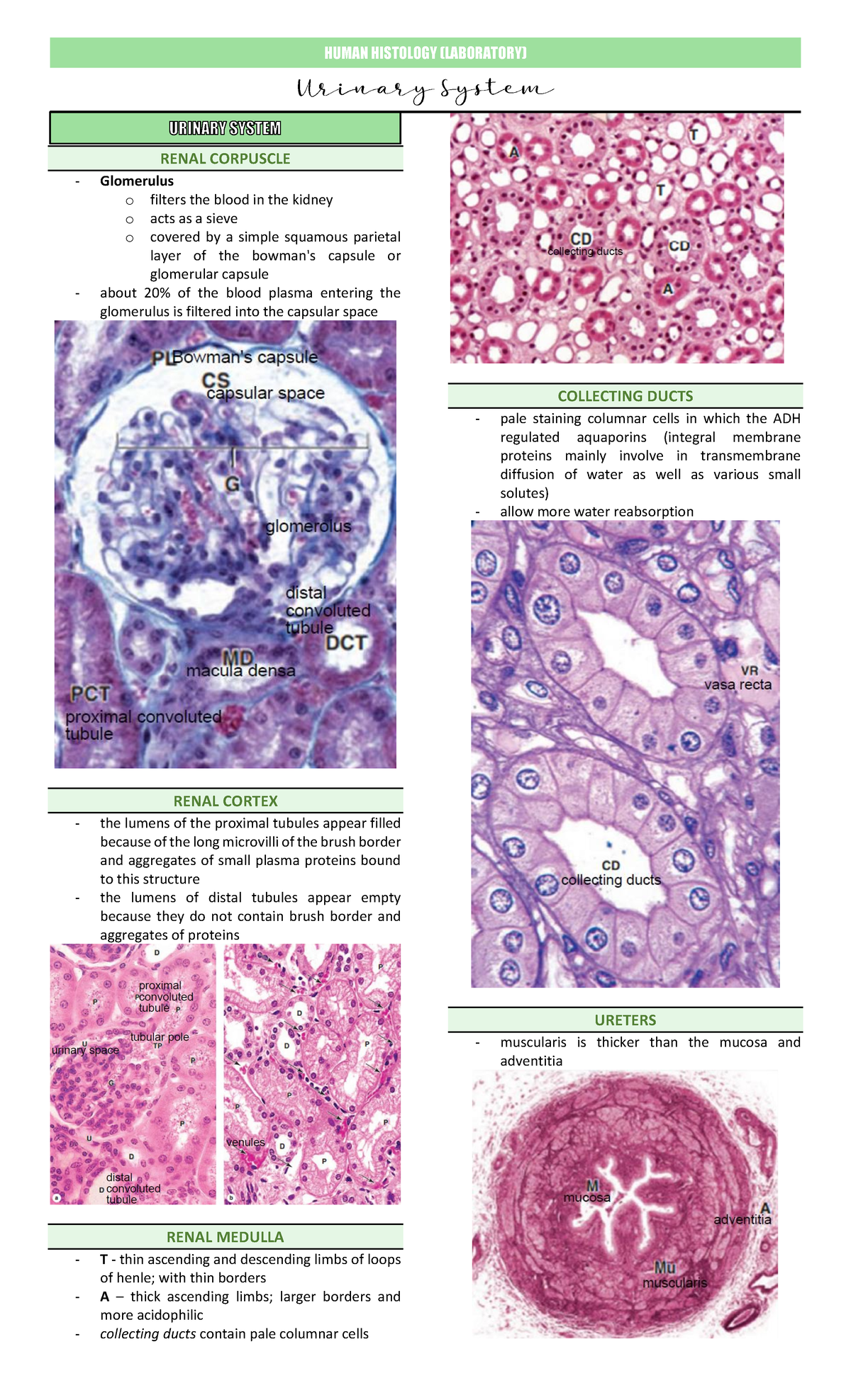 12. Urinary System 2 - Notes - HUMAN HISTOLOGY (LABORATORY) RENAL ...