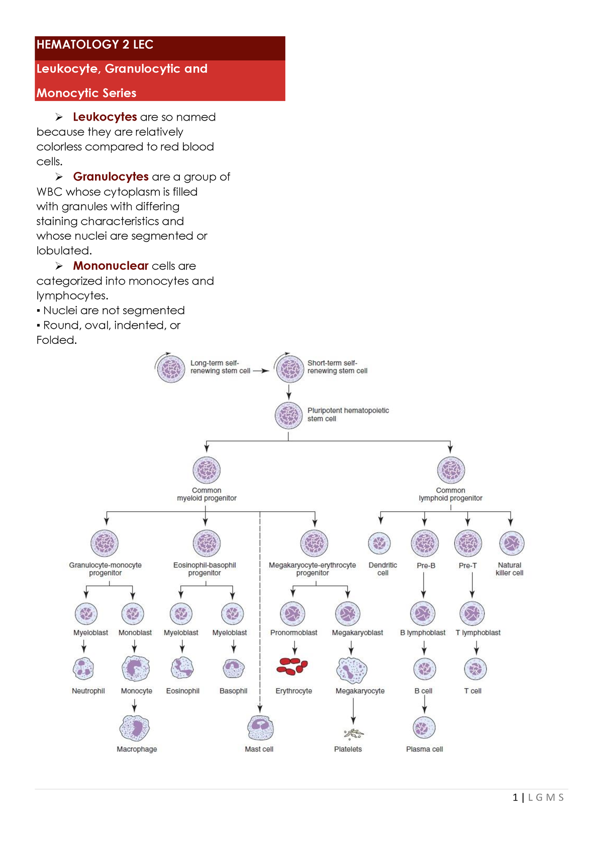 Hematology-2-LEC Leukopoiesis-part-2 - HEMATOLOGY 2 LEC Leukocyte ...