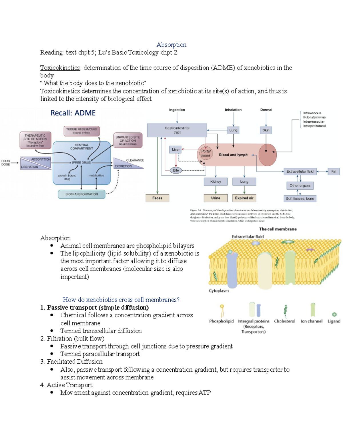 TOX 300 notes - Absorption Reading: text chpt 5; Lu’s Basic Toxicology ...