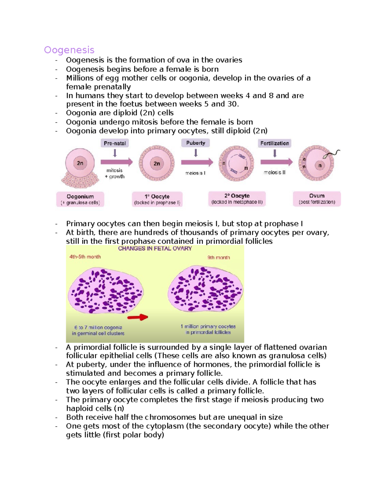 Oogenesis - Oogenesis Oogenesis is the formation of ova in the ovaries ...