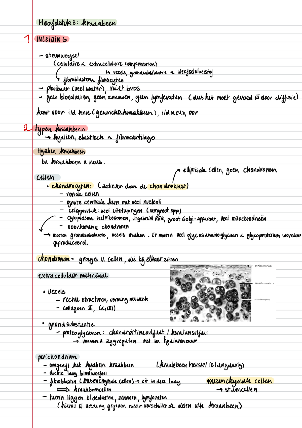 Histologie (deeltje) - Hoofdstuks : Kraakbeen 1 INLEIDING -Steunweefsel ...