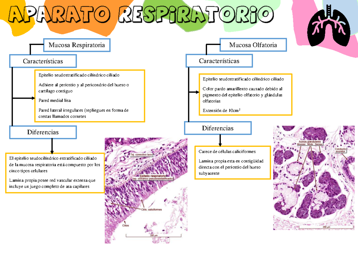 Aparato Respiratorio Histologia Ross - Aparato Respiratorio Mucosa ...