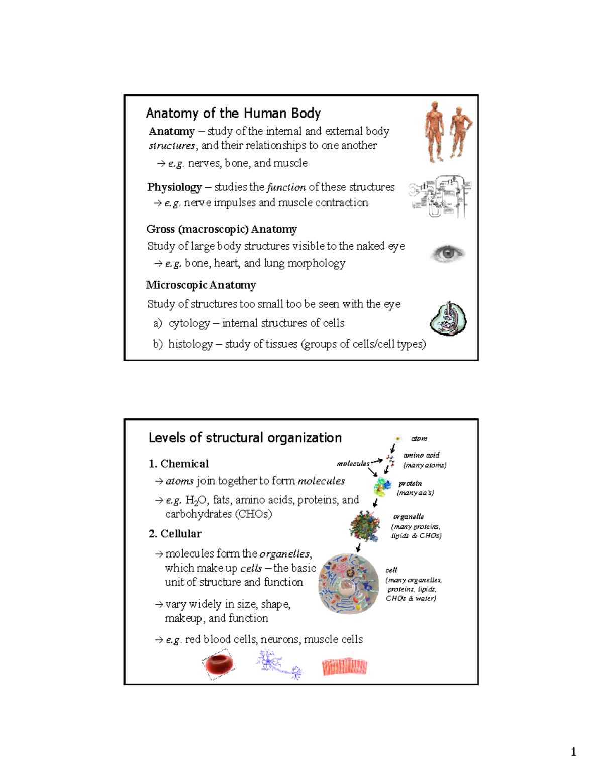Anatomy notes week 1 - Anatomy of the Human Body Anatomy – study of the ...