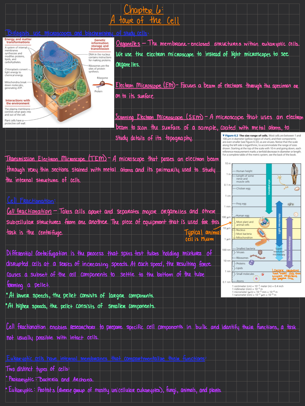 Chapter 6 - A Tour of the Cell - BIOL 100 - Studocu