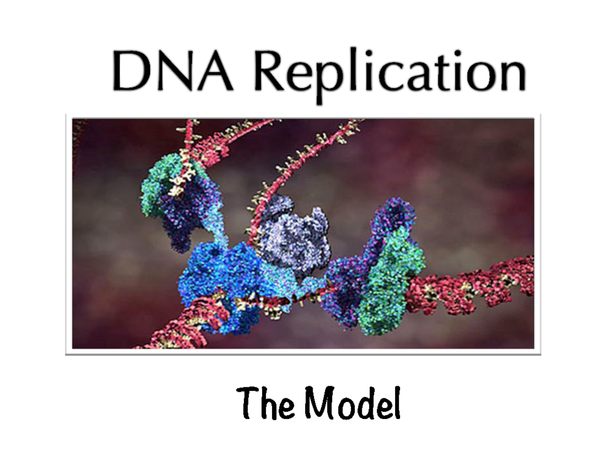 PDF - U3L2 - DNA Replication - Model - DNA Replication The Model 2 ...