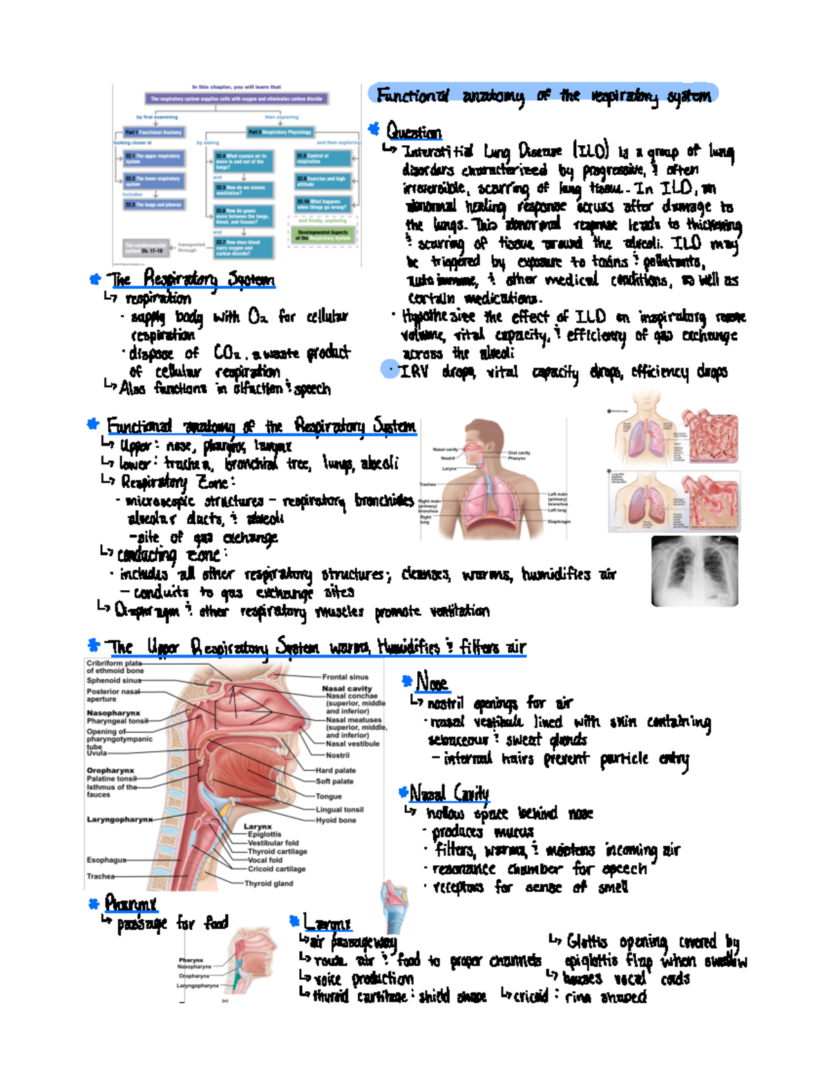 Chapter 22 Respiratory System - Bio 216 - Studocu