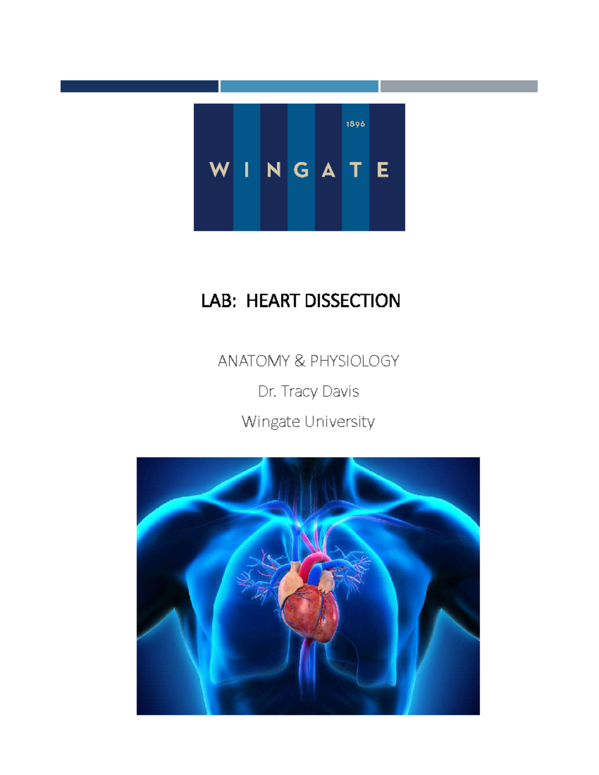 lab-heart-dissection-study-material-lab-heart-dissection-anatomy