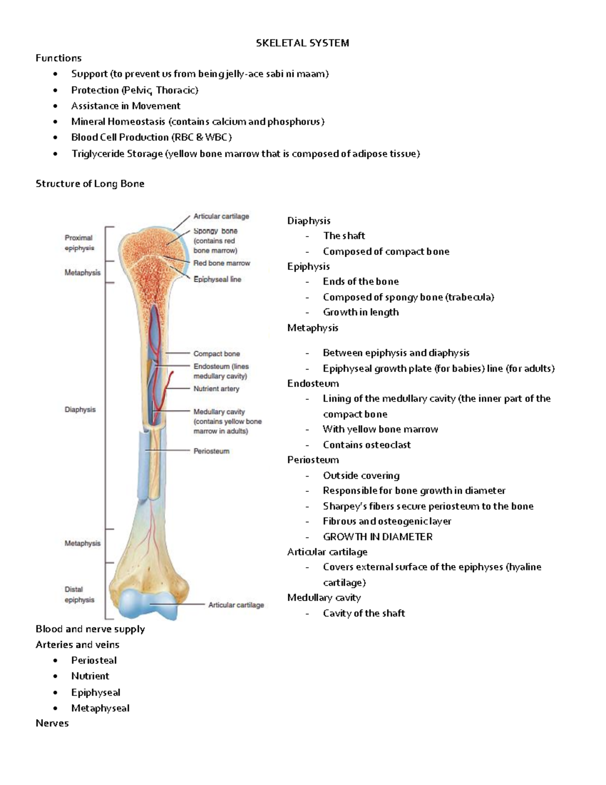 FOHA- Skeletal- System - SKELETAL SYSTEM Functions - Support (to ...