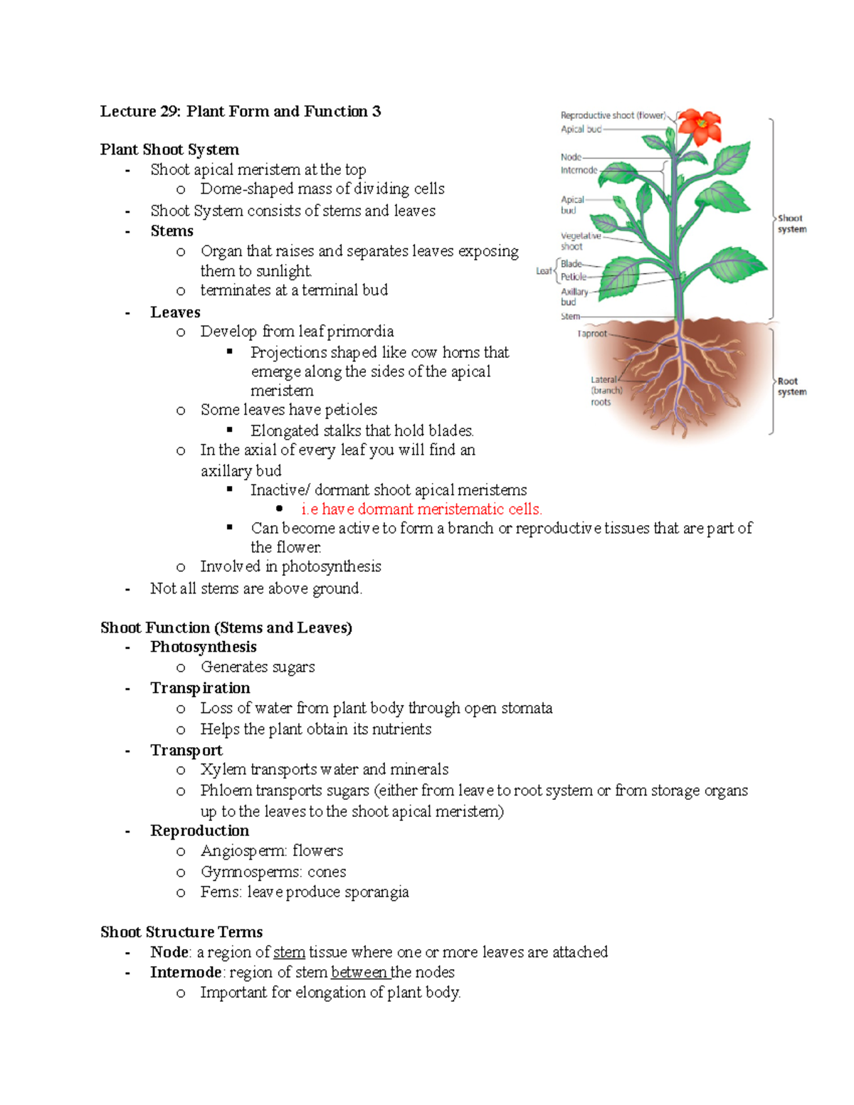 lecture-29-lecture-29-plant-form-and-function-3-plant-shoot-system