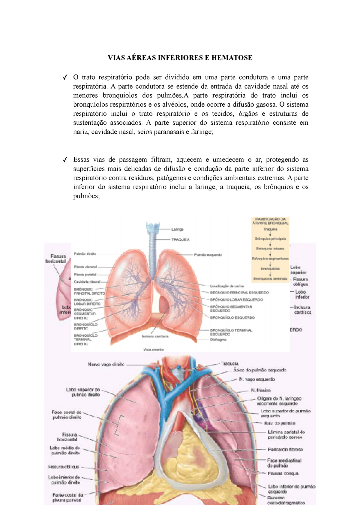 Anatomofisiologia das vias aéreas e hematose VIAS AÉREAS INFERIORES E HEMATOSE O trato Studocu