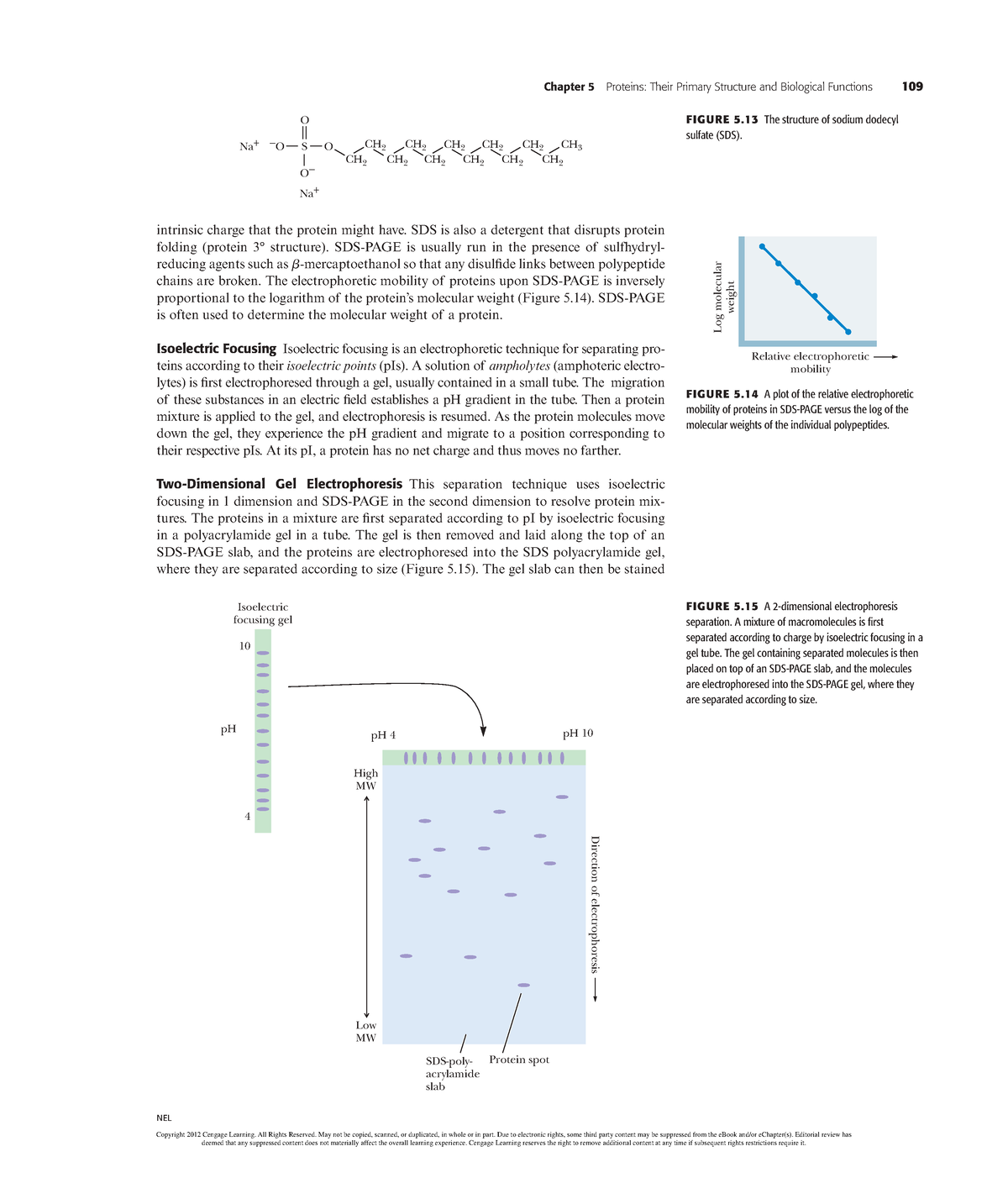 Biochemistry (2)-51 - N/A - Chapter 5 Proteins: Their Primary Structure ...