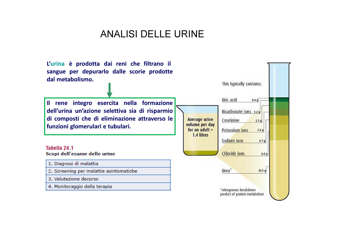 7) Urine - slides - Analisi biochimiche SM04 5S028 - UNIVPM - StuDocu