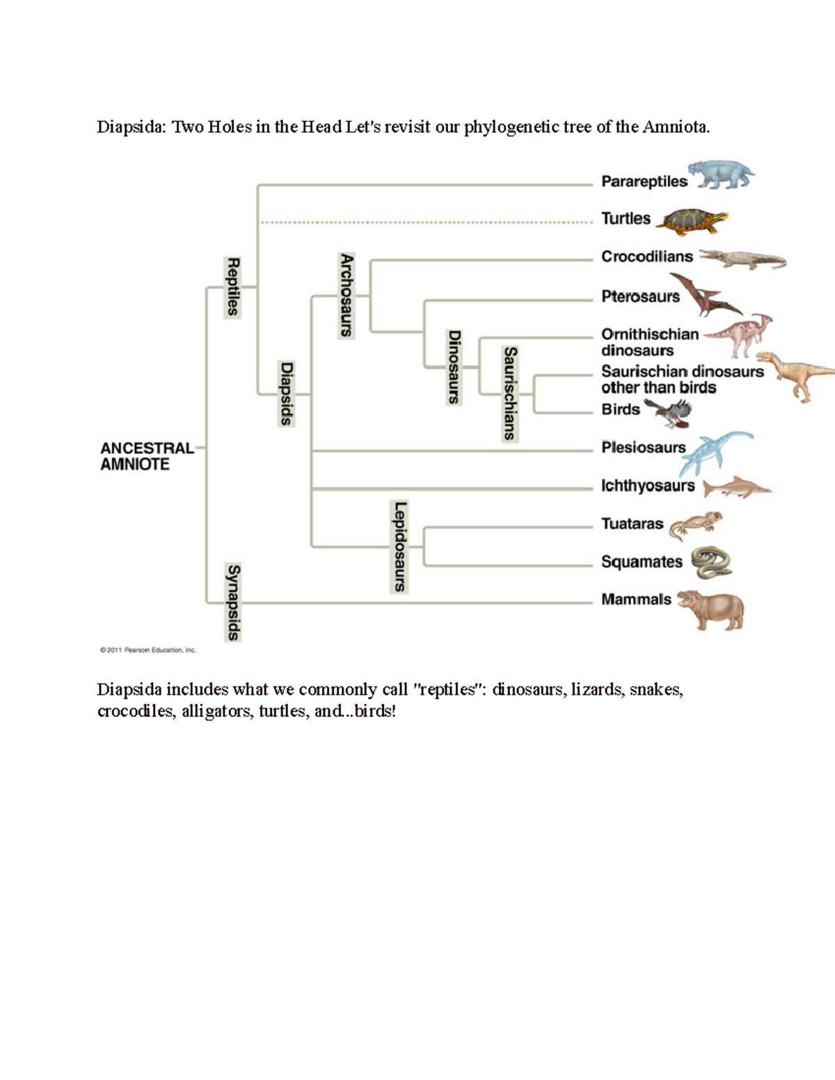 Lecture 10 - Diapsida: Two Holes In The Head Revisit Our Phylogenetic 