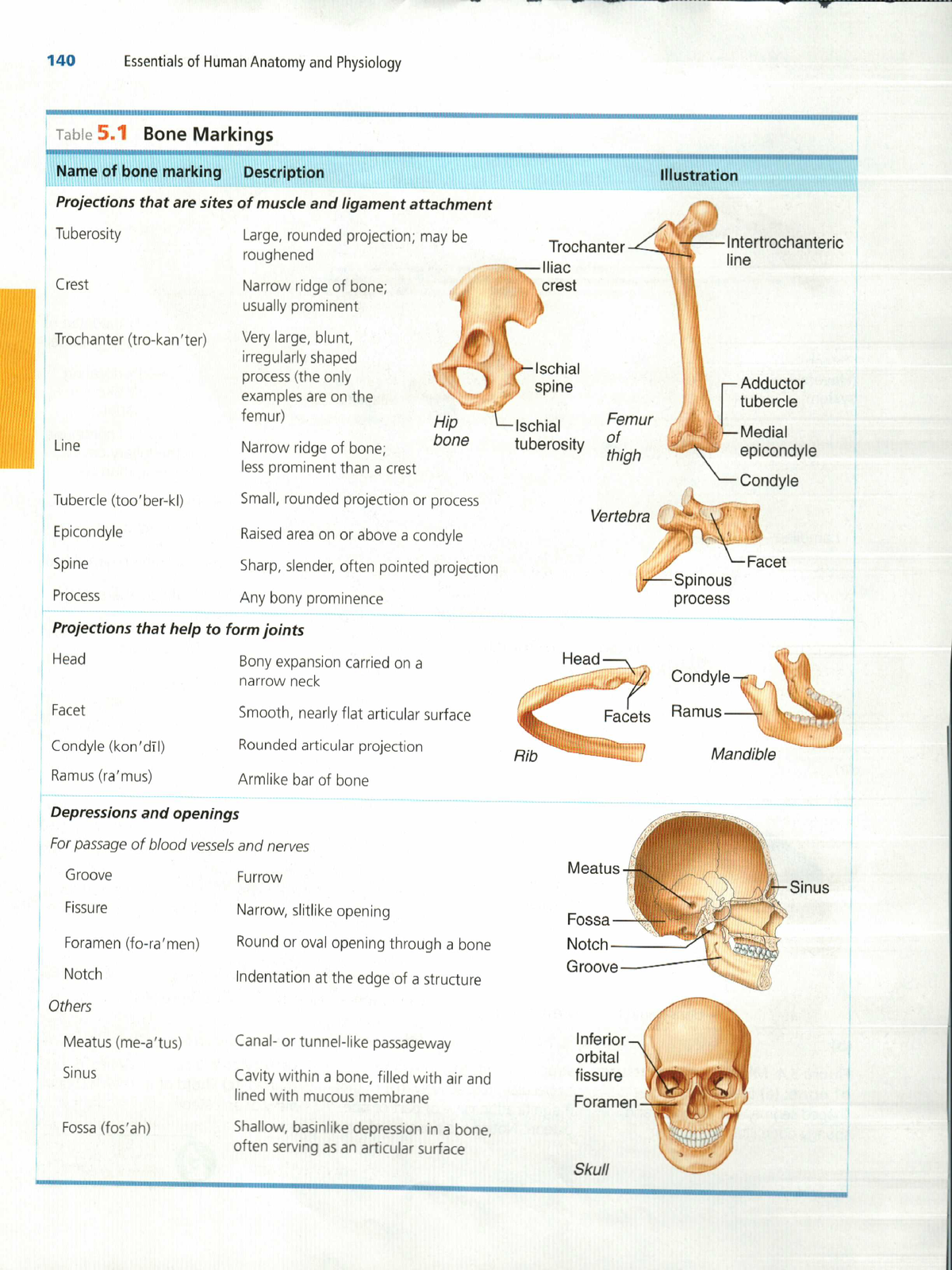 Ehapt Ch5page 140 Skeletal System - Bs Nursing - Studocu