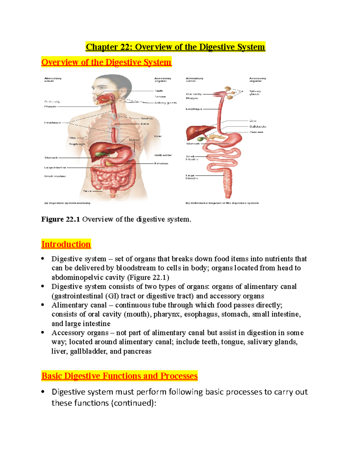 Chapter 21 21 - Chapter 22: Overview of the Digestive System Overview ...