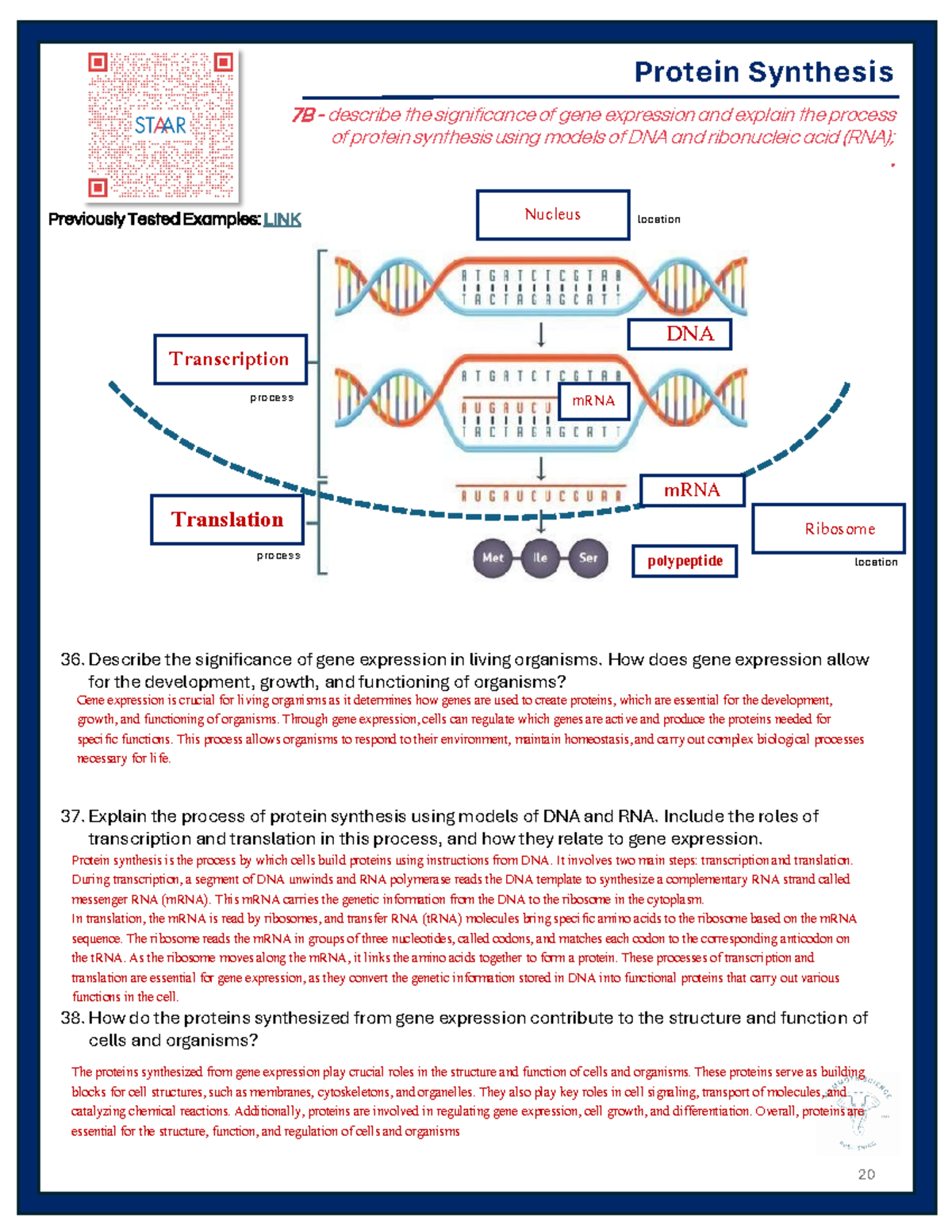 Kami Export Protein Synthesis Mutations Review KEY Protein