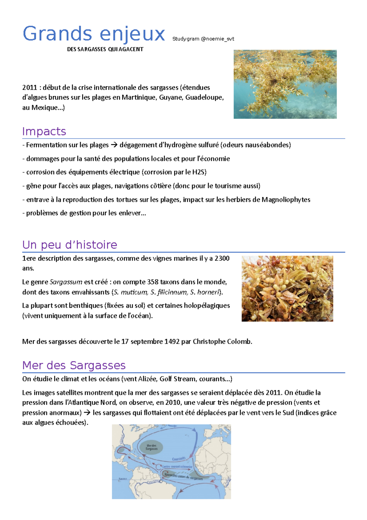 8 mer des Sargasses Grands enjeux Studygram noemie_svt DES