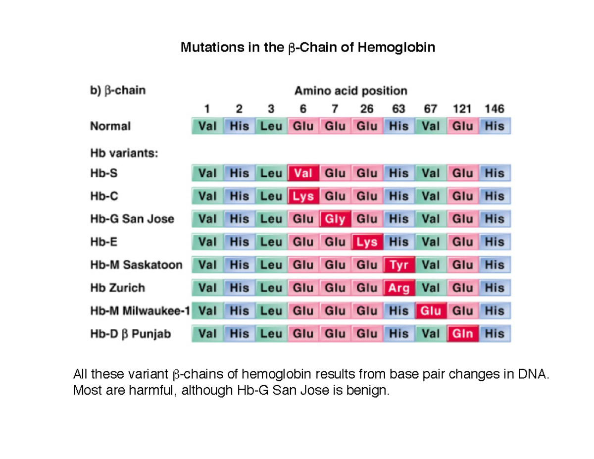 15 Gene Expression - Mutations in the of Hemoglobin All these variant ...