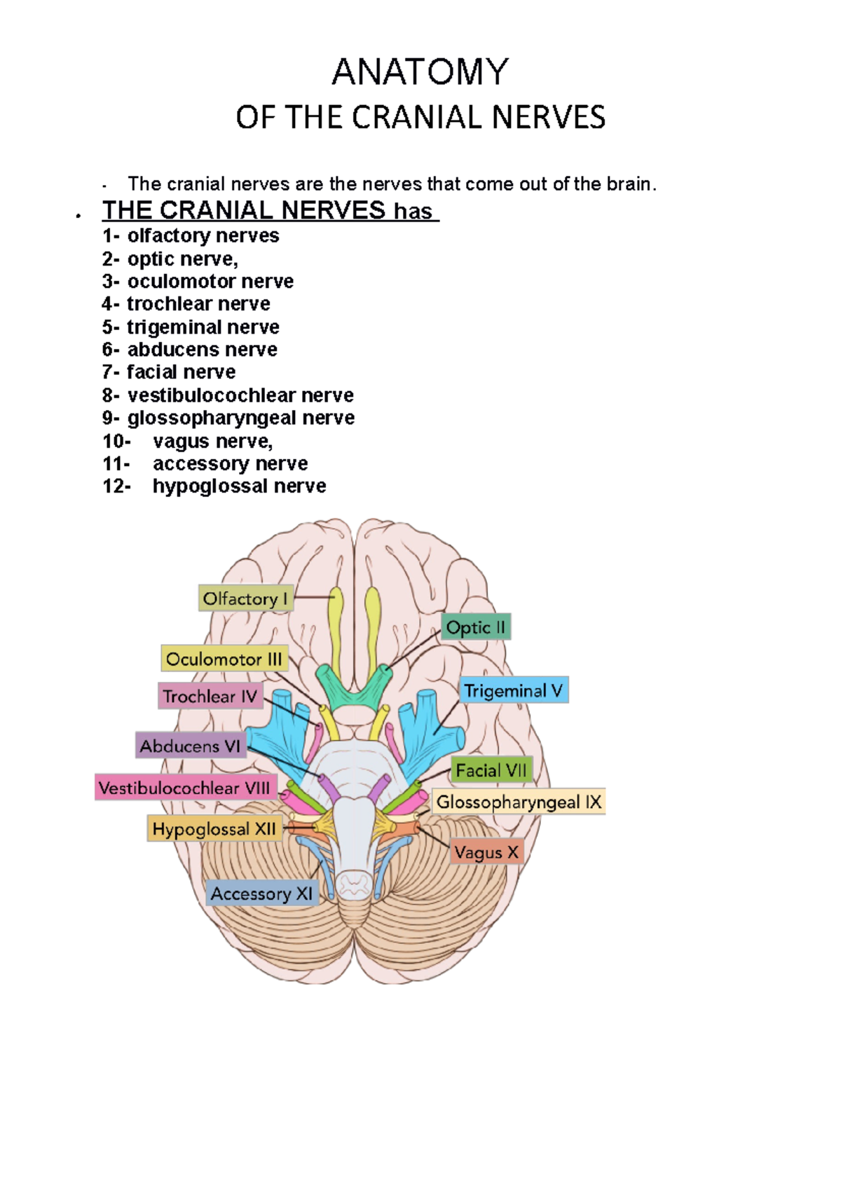 Anatomy spinal cord - ANATOMY OF THE CRANIAL NERVES - The cranial ...