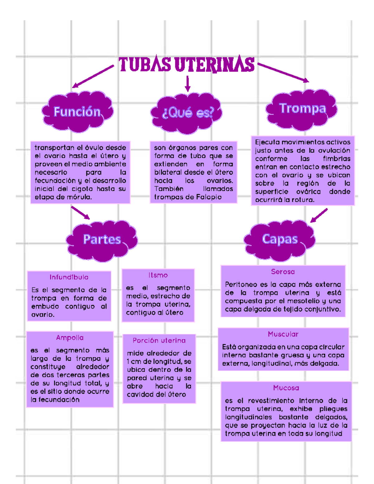 Tubas Uterinas Mapa mental Anatomía Humana 1 TUBAS Studocu