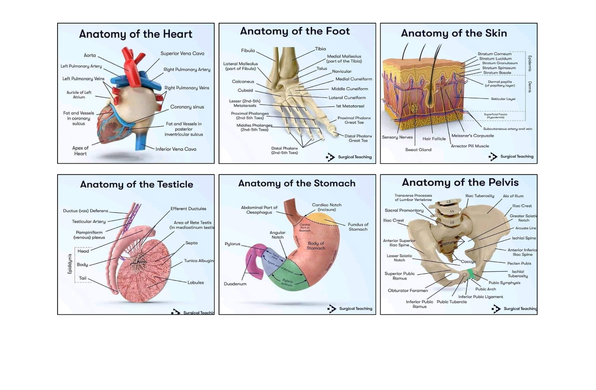 Anatomy ;( - Anatomy and Physiology - Studocu