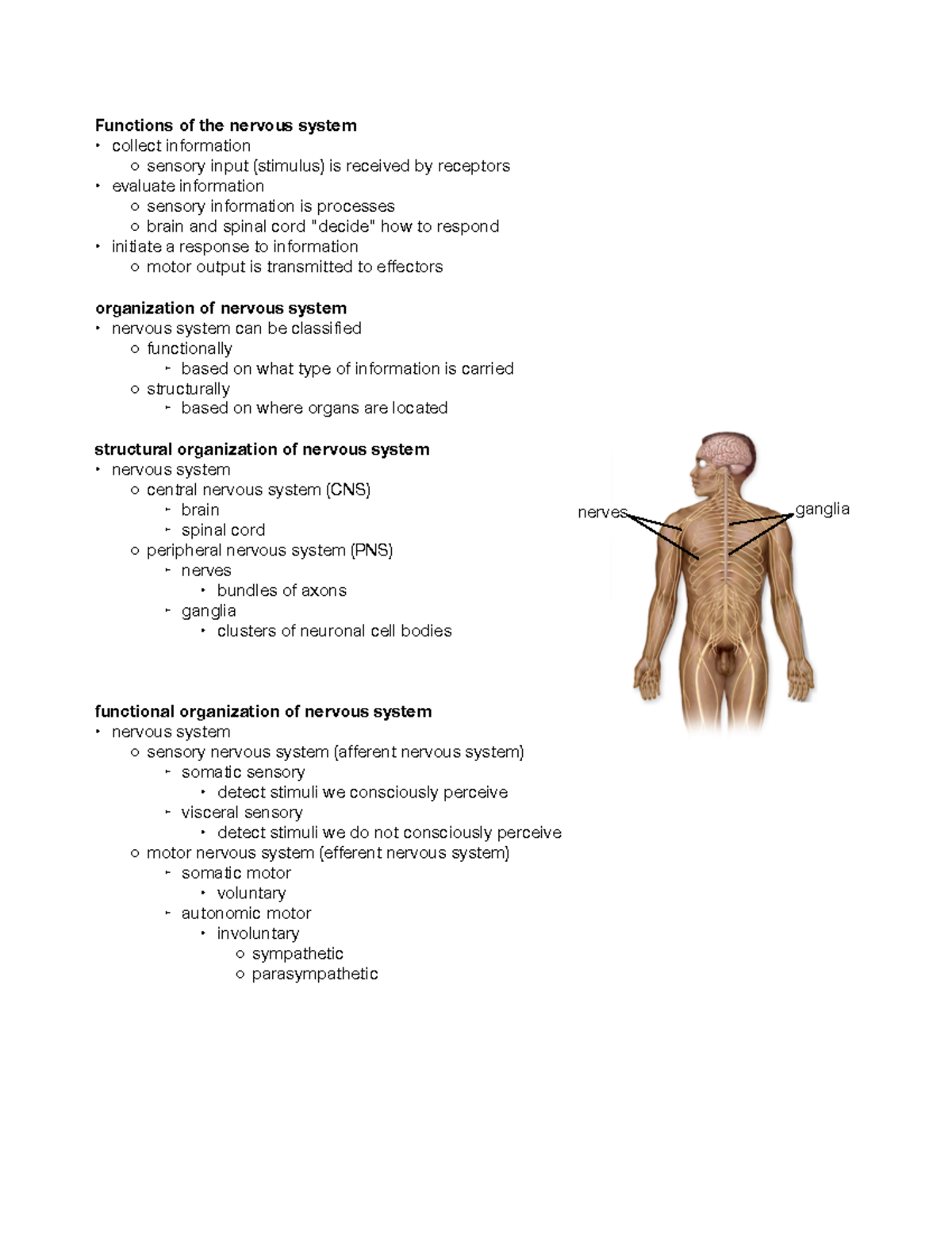 Ch 12 lecture X - Functions of the nervous system collect information ...