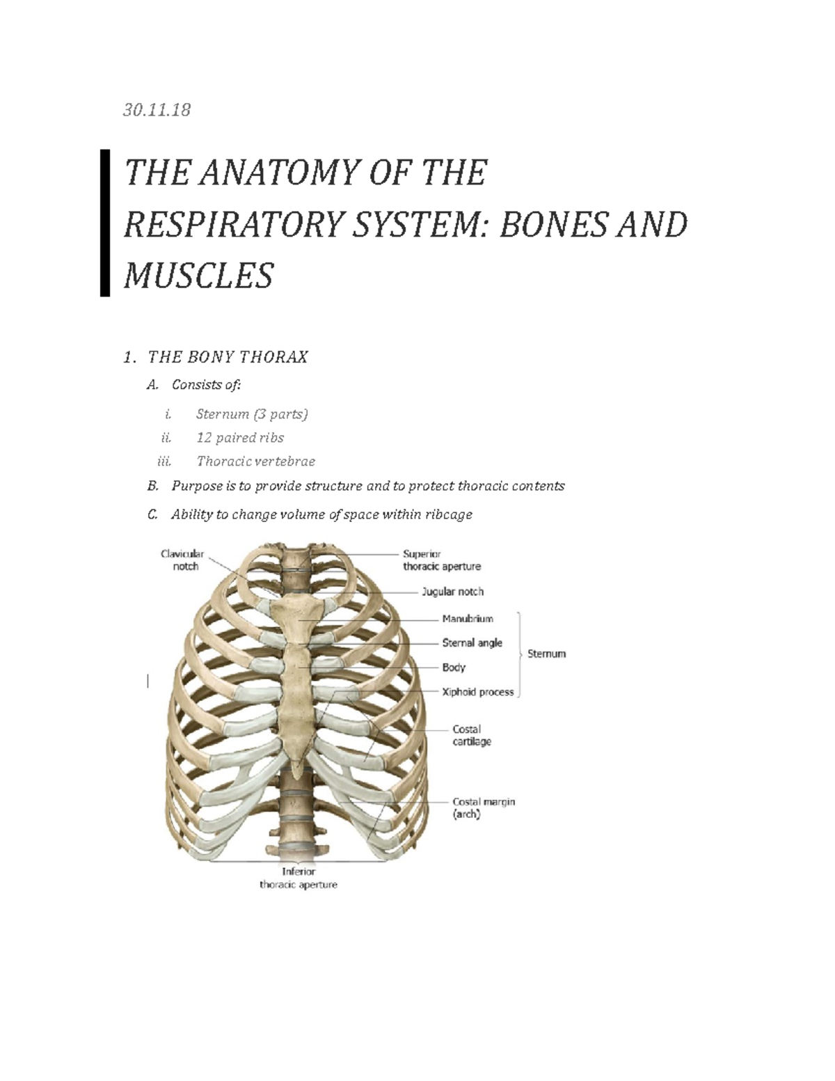 The Anatomy Of Respiratory System - Bones And Muscles Notes - 30. THE ...