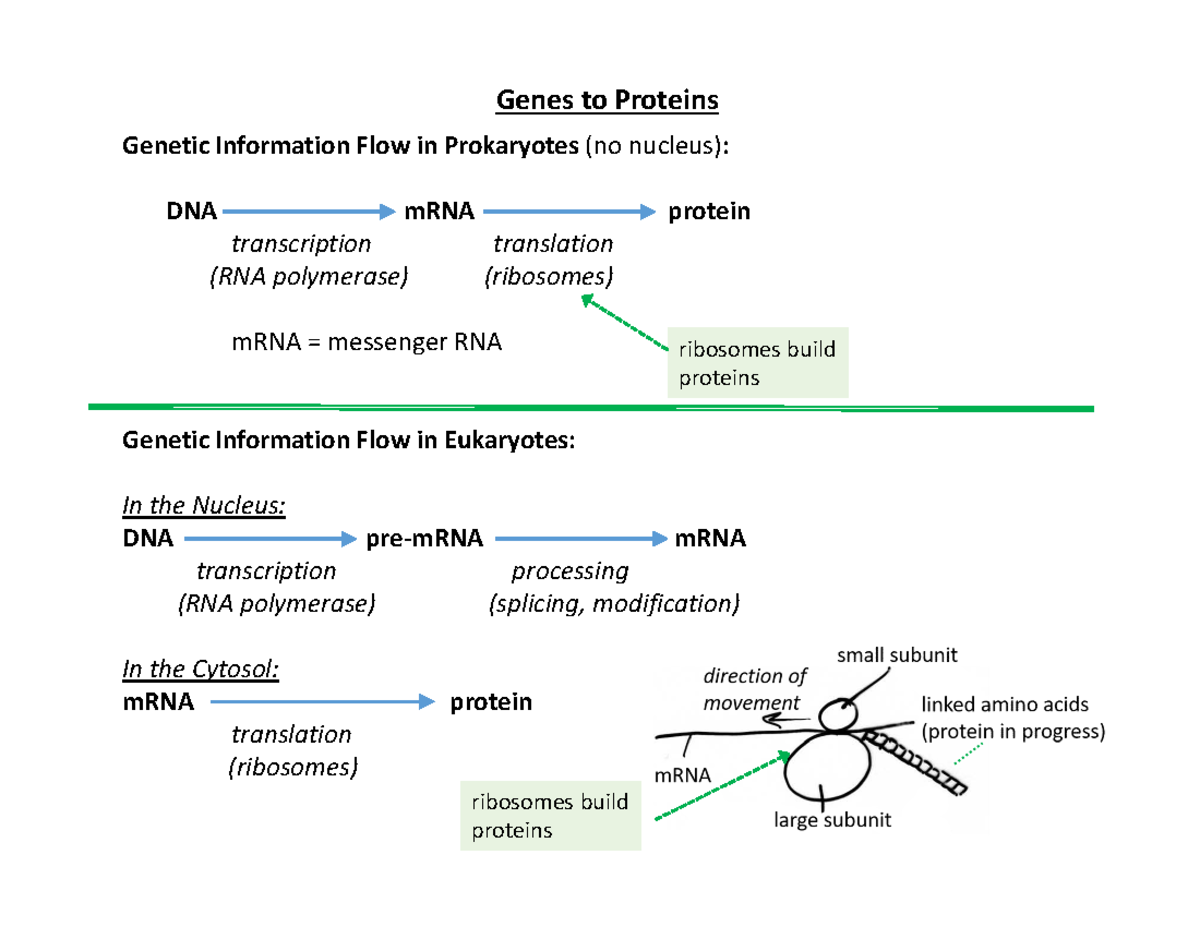 Genes To Proteins - Genetic Information Flow In Prokaryotes (no Nucleus ...