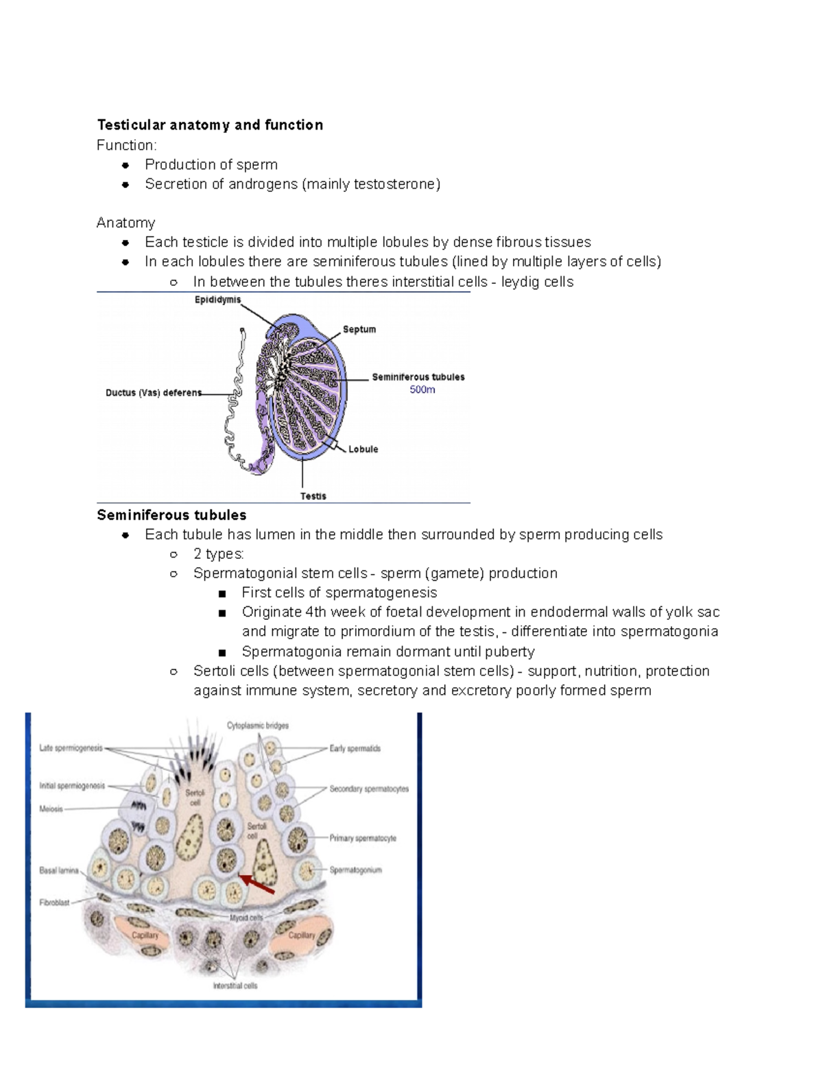 Control Of Testicular Function And Sperm Physiology Testicular