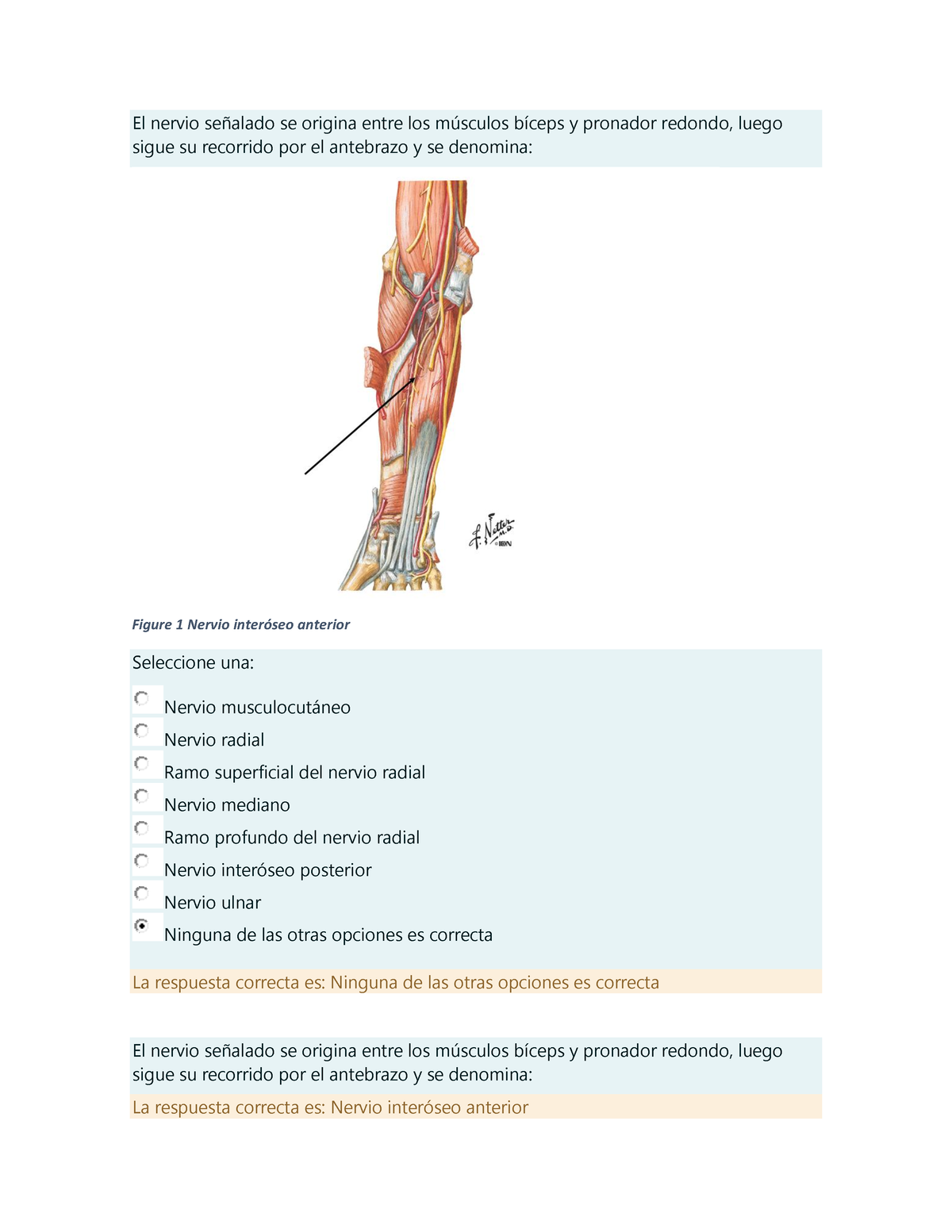 anatomía del nervio radial