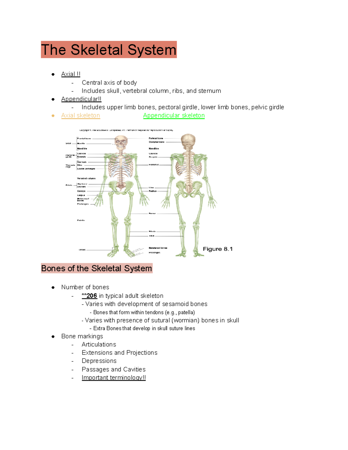 Ch. 8 PPT - Chapter 8 Notes - The Skeletal System Axial !! - Central ...