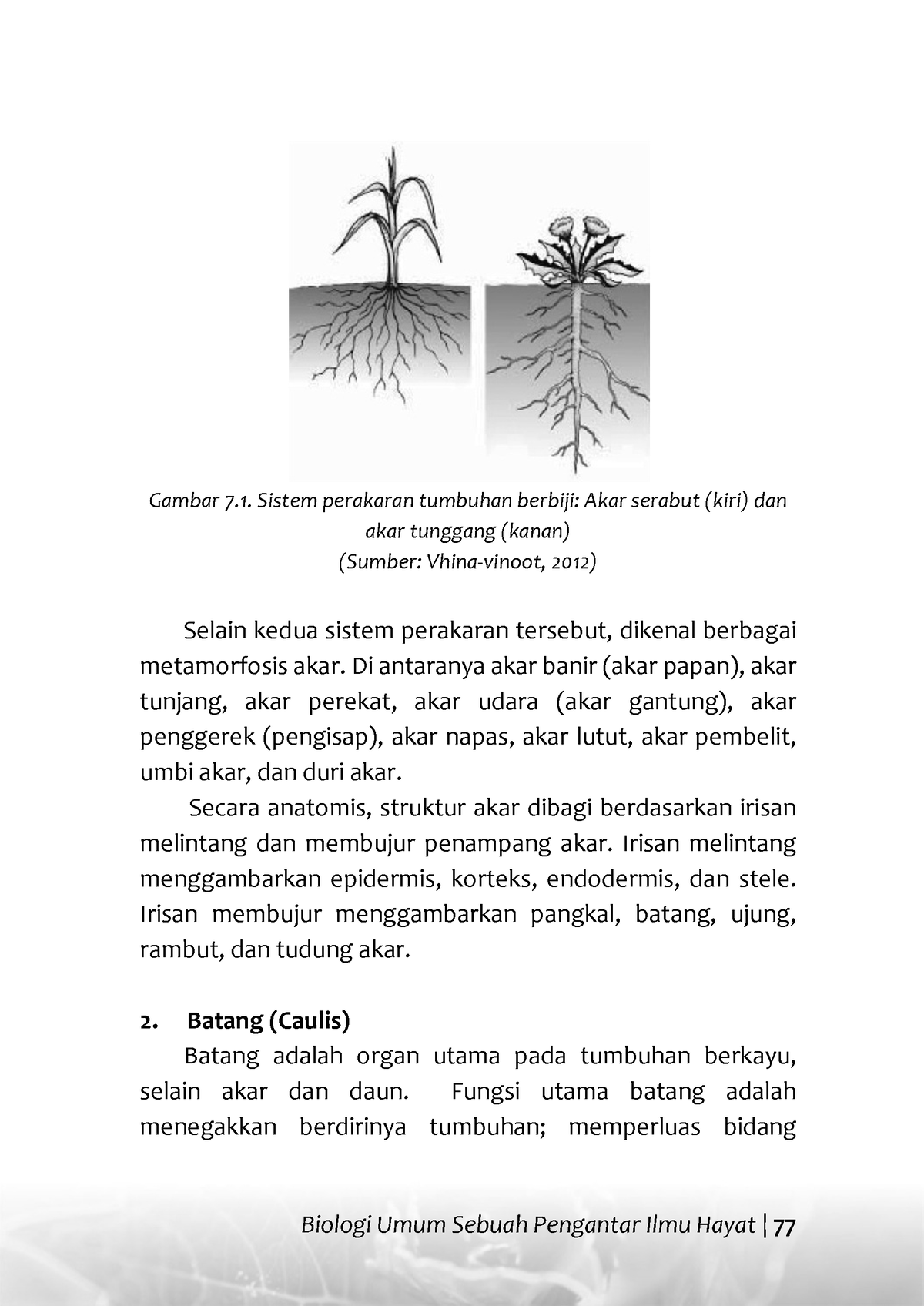 13 Tugas Biologi Umum Sebuah Pengantar Ilmu Hayat 77 Gambar 7 Sistem Perakaran Tumbuhan 3341