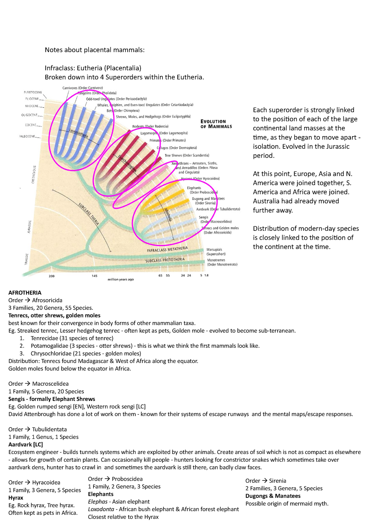 Notes about placental mammals - Notes about placental mammals