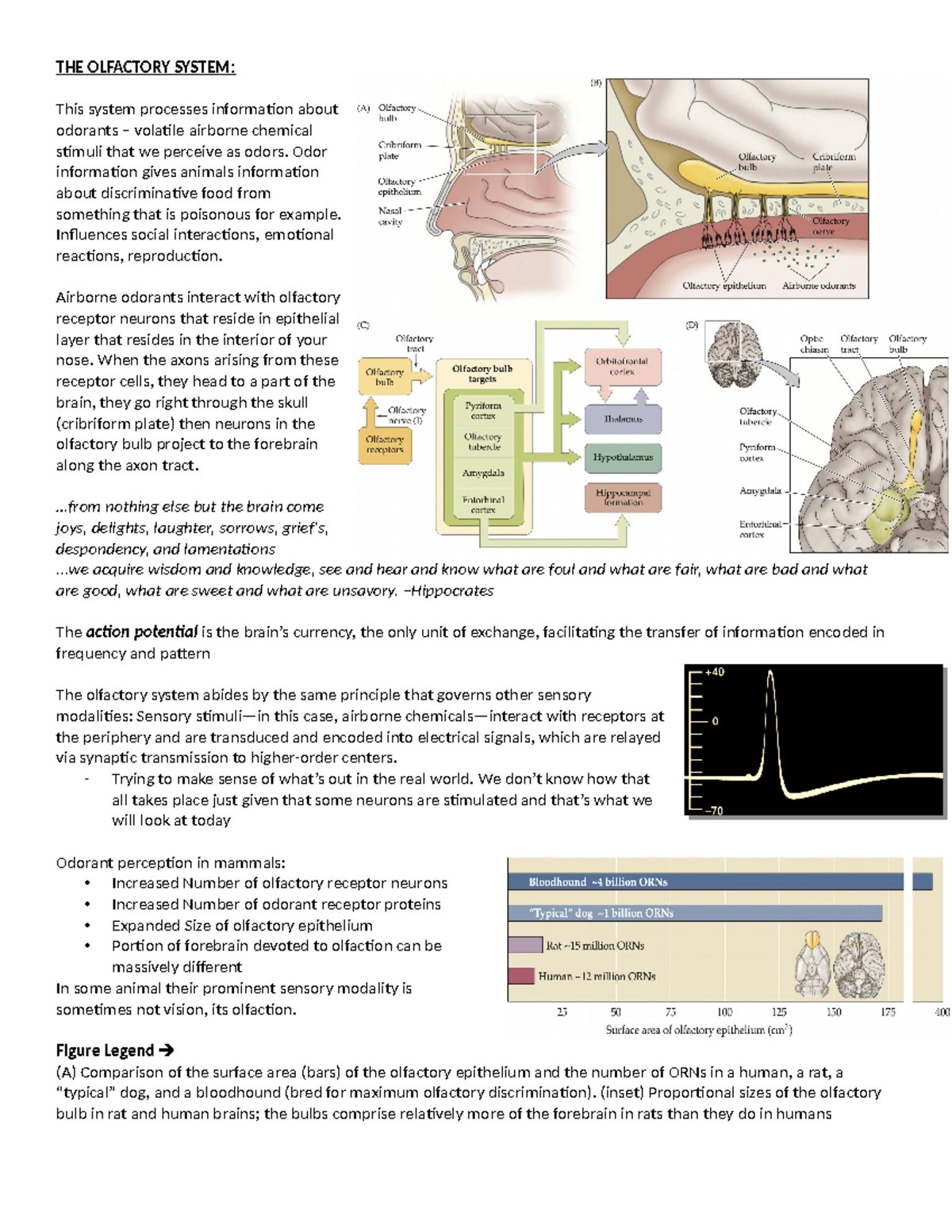 The olfactory system - THE OLFACTORY SYSTEM: This system processes ...