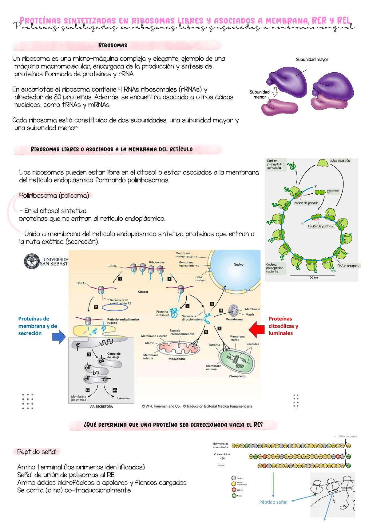 Solemne 2 Biocel Resumen - Ribosomas libres o asociados a la membrana ...