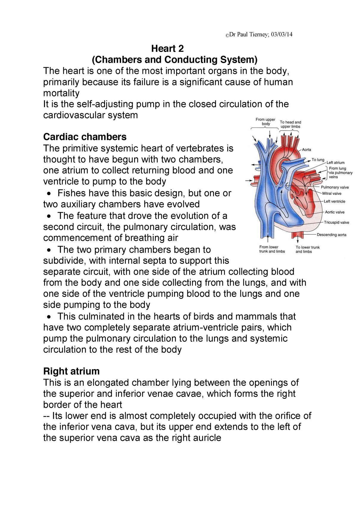 function of the heart essay