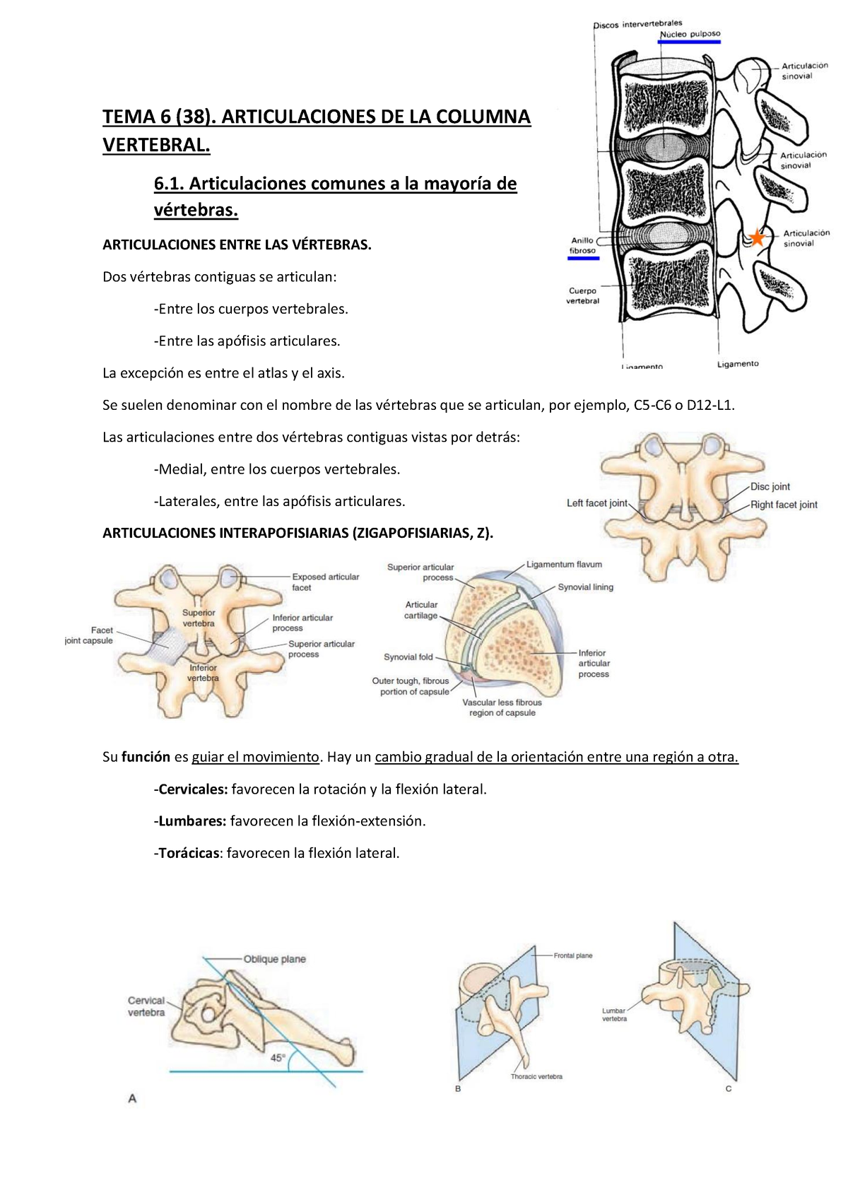 Apuntes Anatomia 2 - TEMA 6 (38). ARTICULACIONES DE LA COLUMNA ...