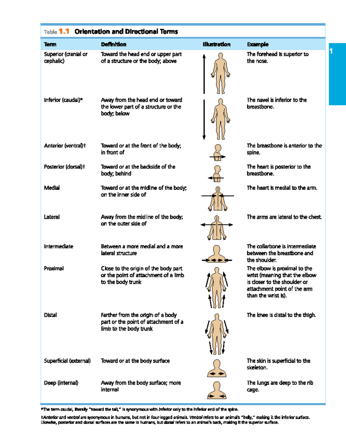 anatomy-directional-terms-chart