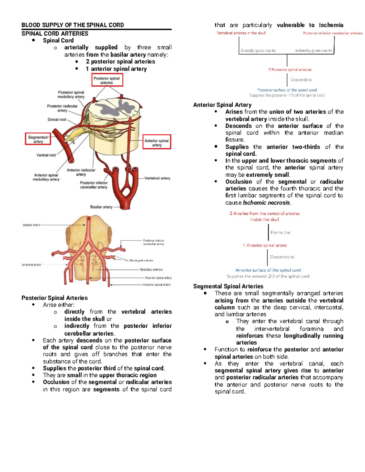 Blood Supply to the Spinal Cord - BLOOD SUPPLY OF THE SPINAL CORD ...