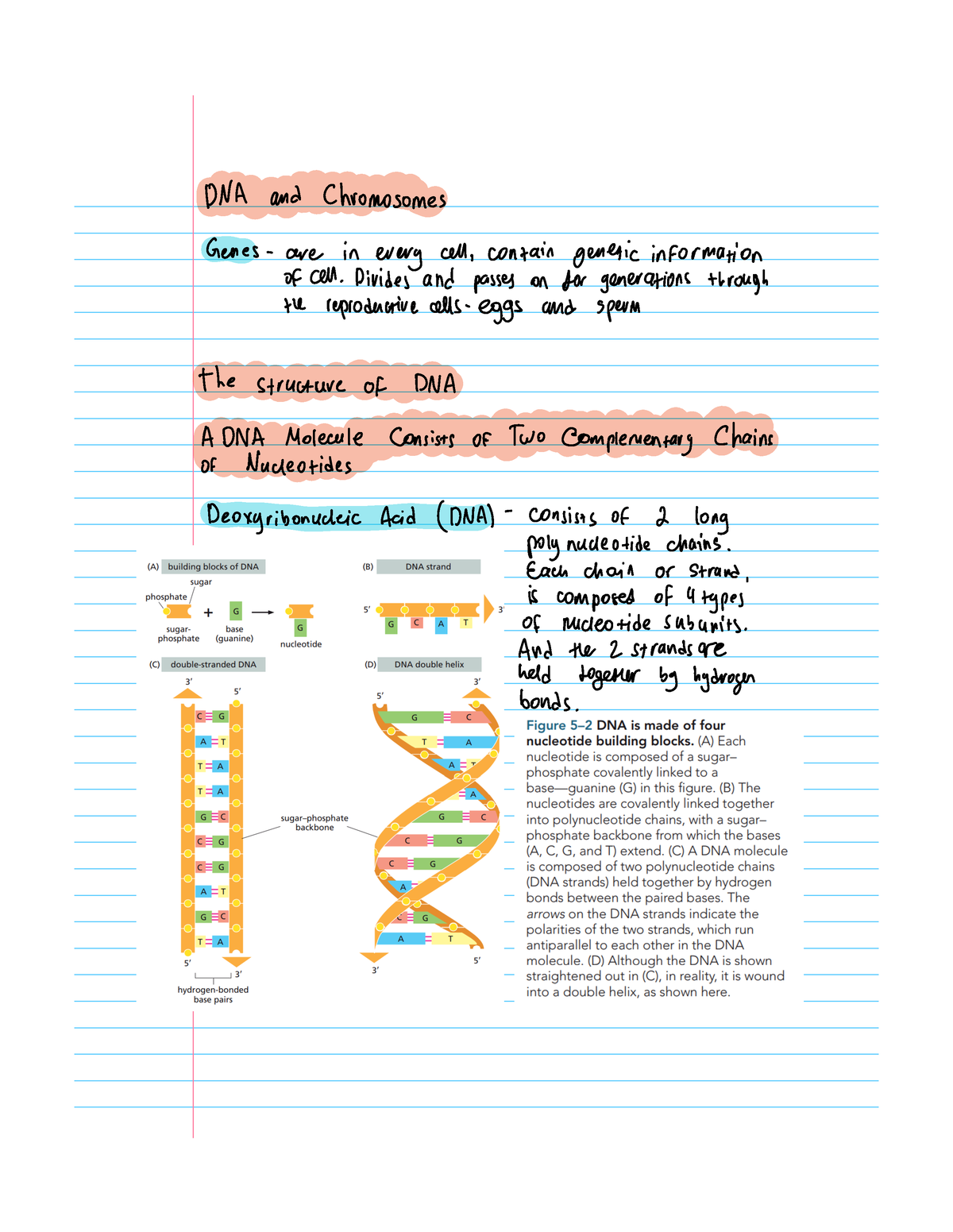 Chapter 5 DNA and Chromosomes - DNA and Chromosomes Genes are in ...