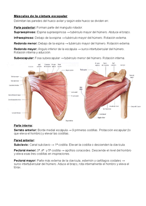 vista anterior de la escapula