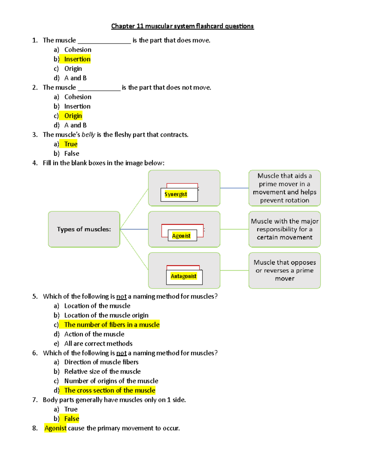 2301Ch11Muscular System Flashcard Questions - Chapter 11 Muscular ...